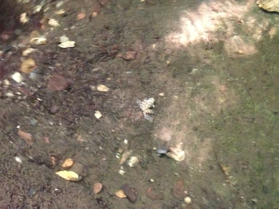 help identificazione - Tritone apuano, Rana appenninica